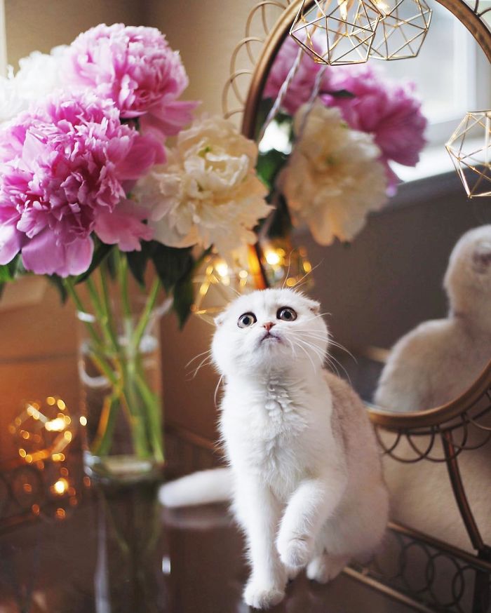 Always-guilty-cat-maisey