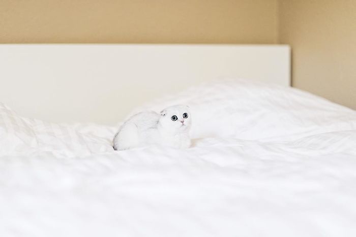 Always-guilty-cat-maisey