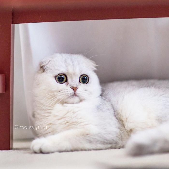 Always-guilty-cat-maisey