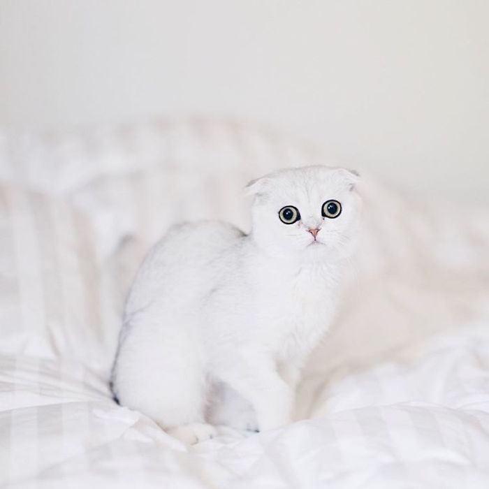 Always-guilty-cat-maisey