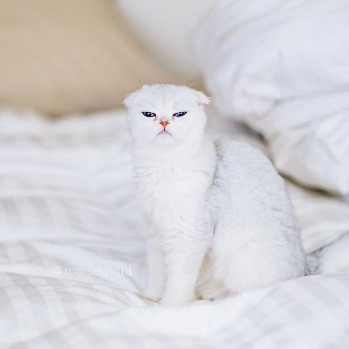 Always-guilty-cat-maisey