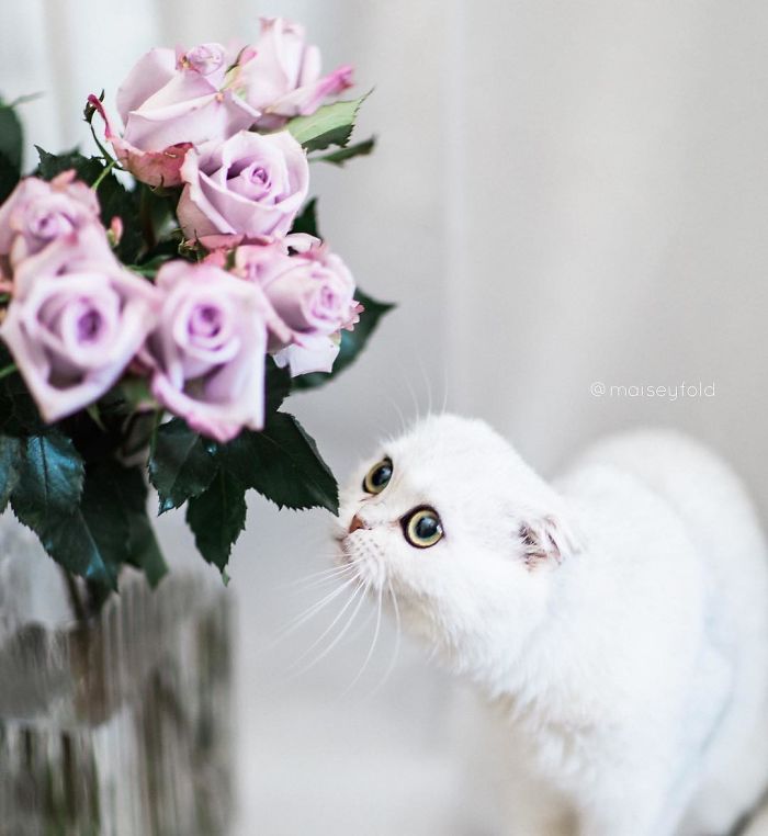 Always-guilty-cat-maisey