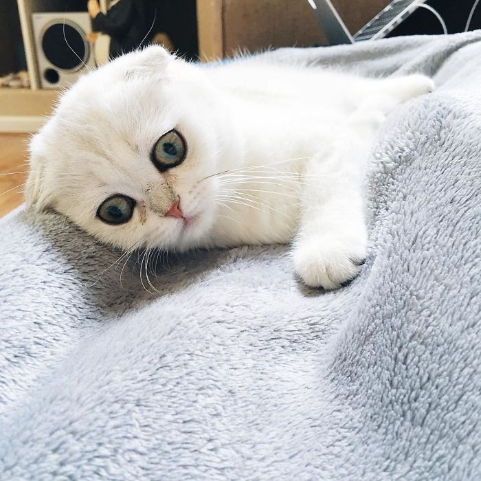 Always-guilty-cat-maisey