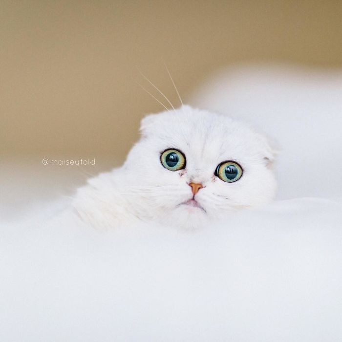 Always-guilty-cat-maisey