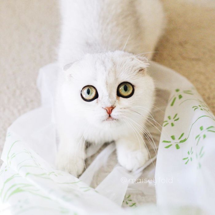 Always-guilty-cat-maisey