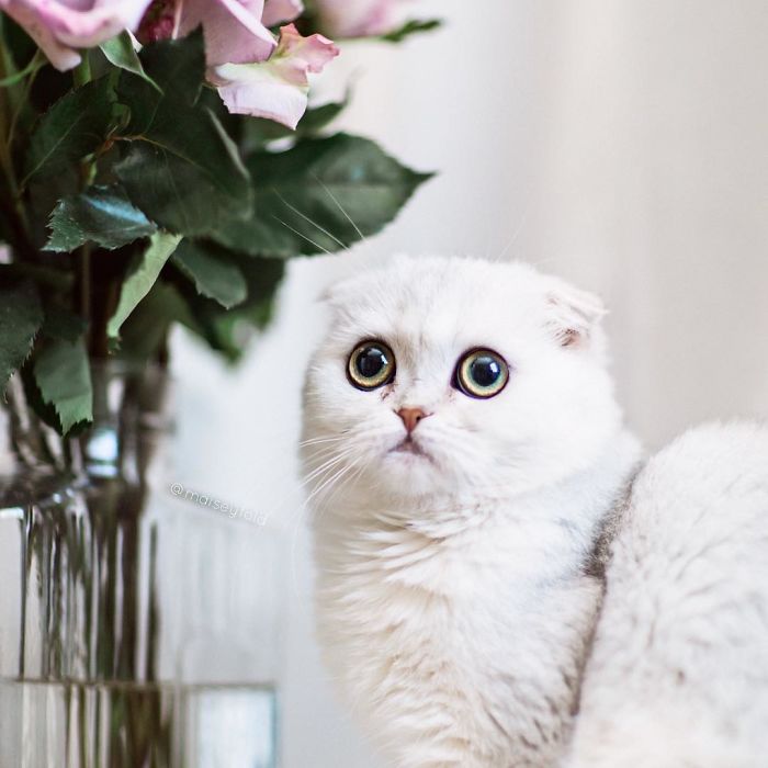 Always-guilty-cat-maisey