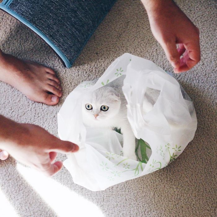 Always-guilty-cat-maisey