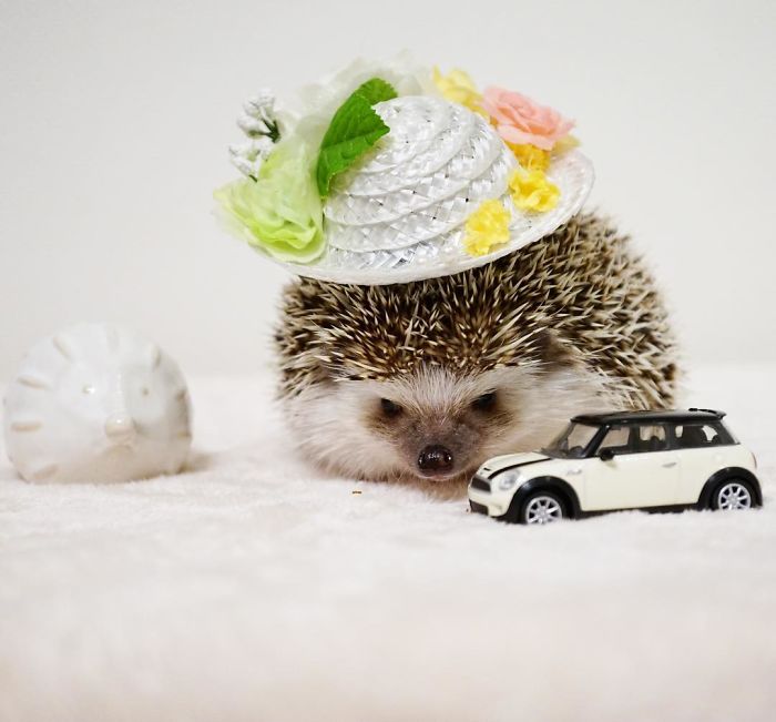 Cute-hedgehogs-in-hats