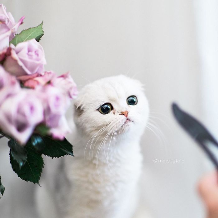 Always-guilty-cat-maisey