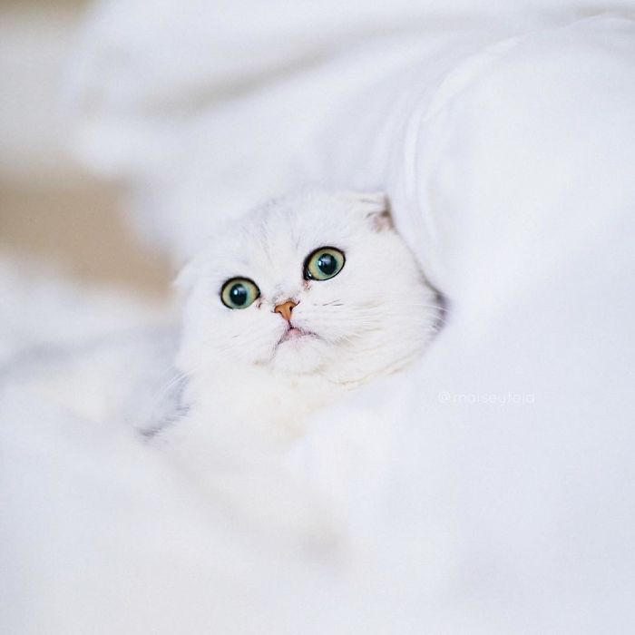 Always-guilty-cat-maisey