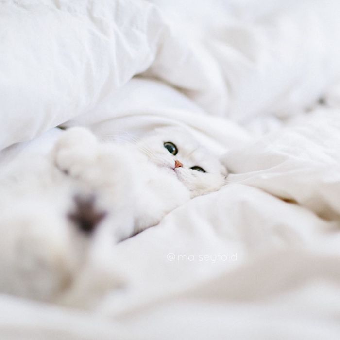 Always-guilty-cat-maisey