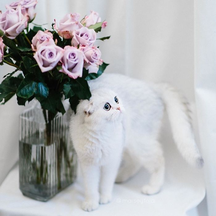 Always-guilty-cat-maisey