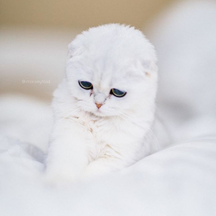 Always-guilty-cat-maisey