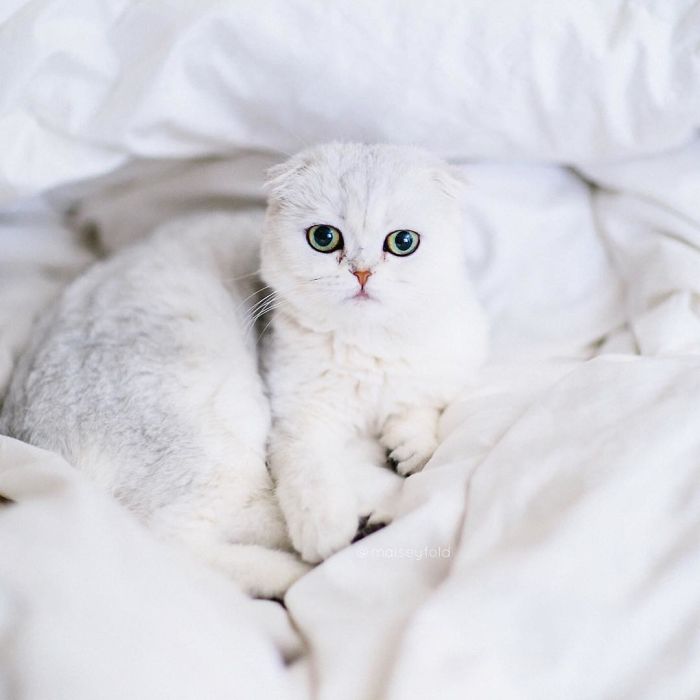 Always-guilty-cat-maisey