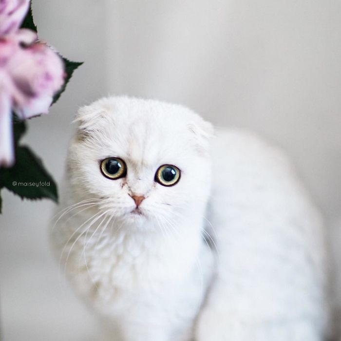 Always-guilty-cat-maisey