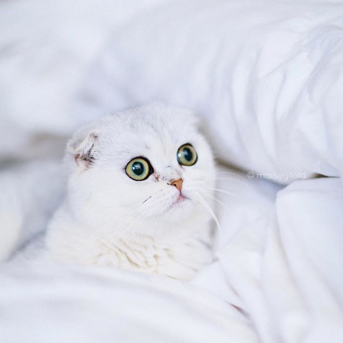 Always-guilty-cat-maisey