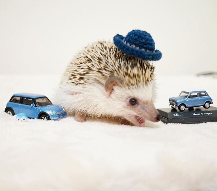 Cute-hedgehogs-in-hats