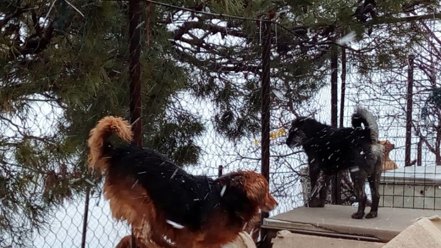 Years Spent Living With Over 300 Dogs On A Hill Above Dubrovnik, Sos Žarkovica Years Spent Living With Over 300 Dogs On A Hill Above Dubrovnik, Sos Žarkovica