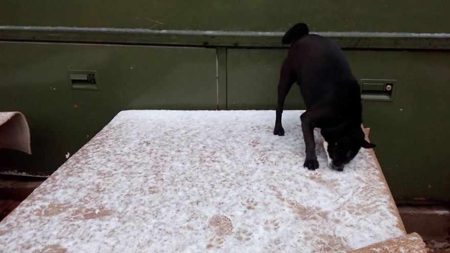 Years Spent Living With Over 300 Dogs On A Hill Above Dubrovnik, Sos Žarkovica Years Spent Living With Over 300 Dogs On A Hill Above Dubrovnik, Sos Žarkovica