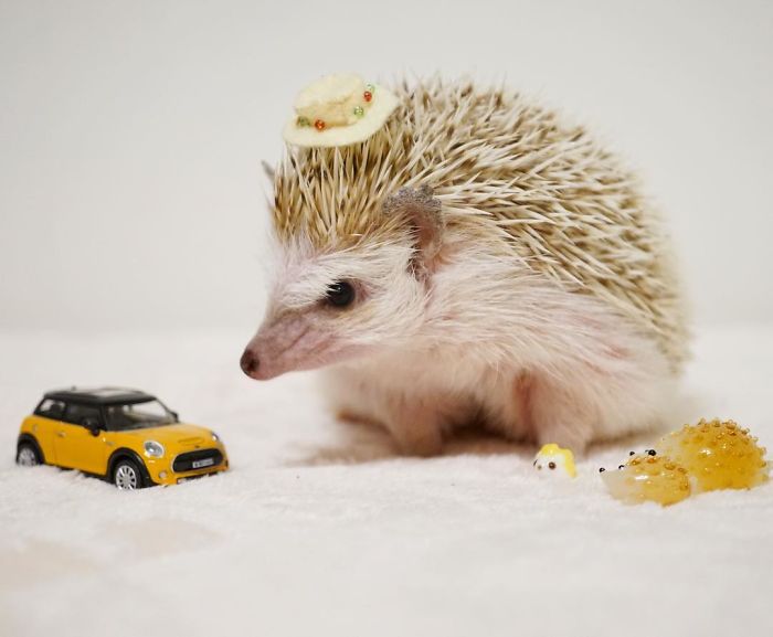 Cute-hedgehogs-in-hats
