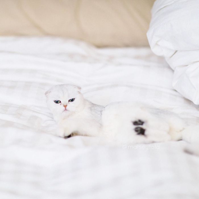 Always-guilty-cat-maisey