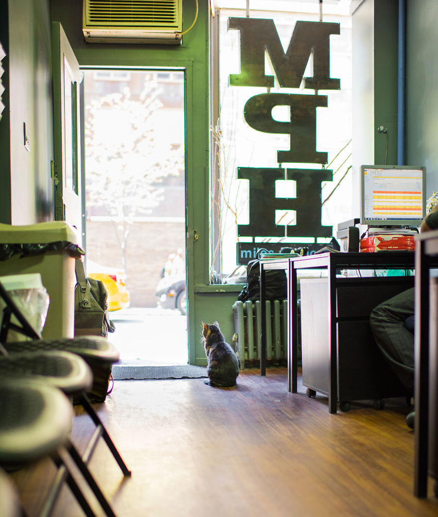 Shop Cats Of New York! Photographer Captures Cats In Shops All Over New York Shop Cats Of New York! Photographer Captures Cats In Shops All Over New York