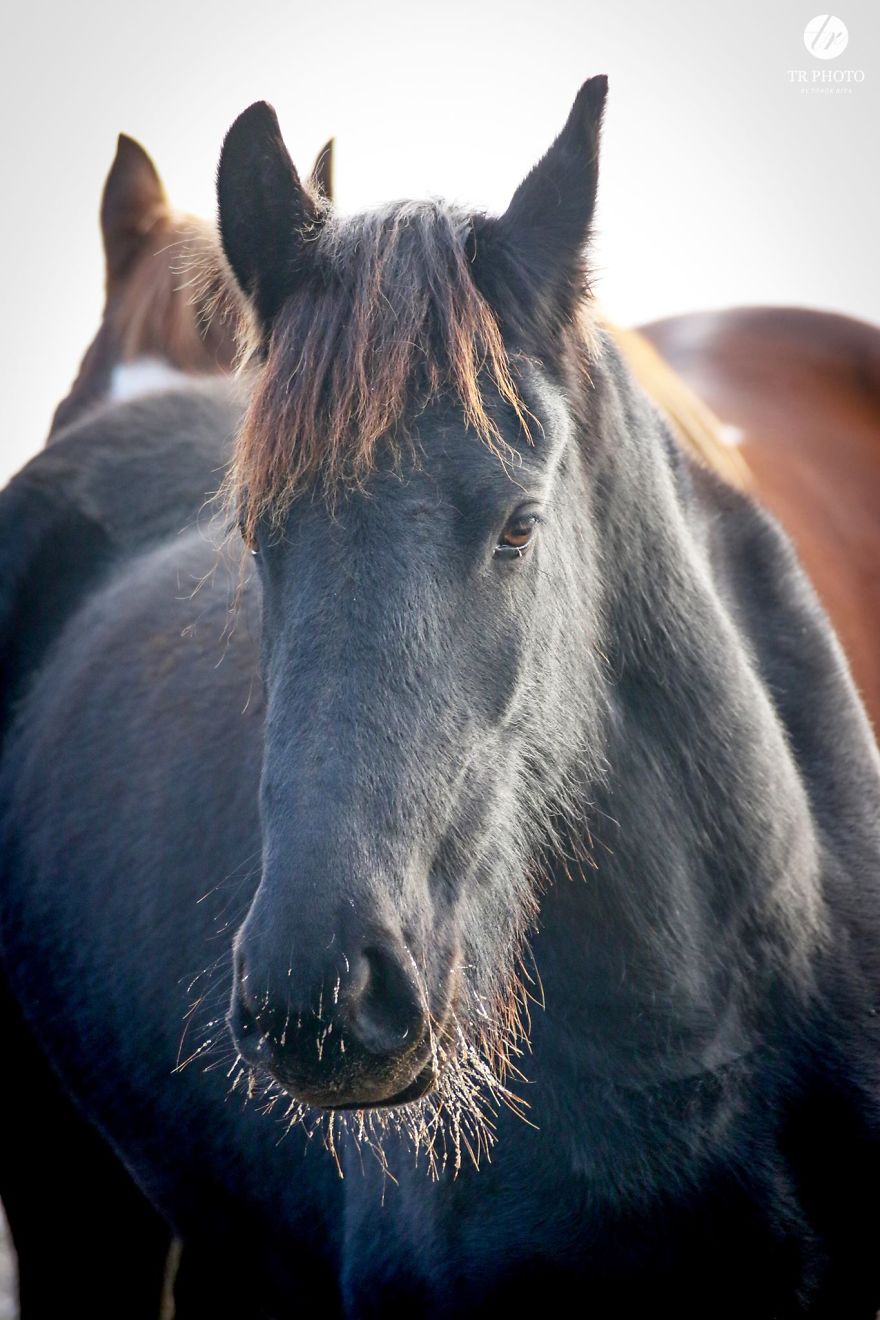 The Last Few Days I Made Of Our Horses Some Winter Pictures