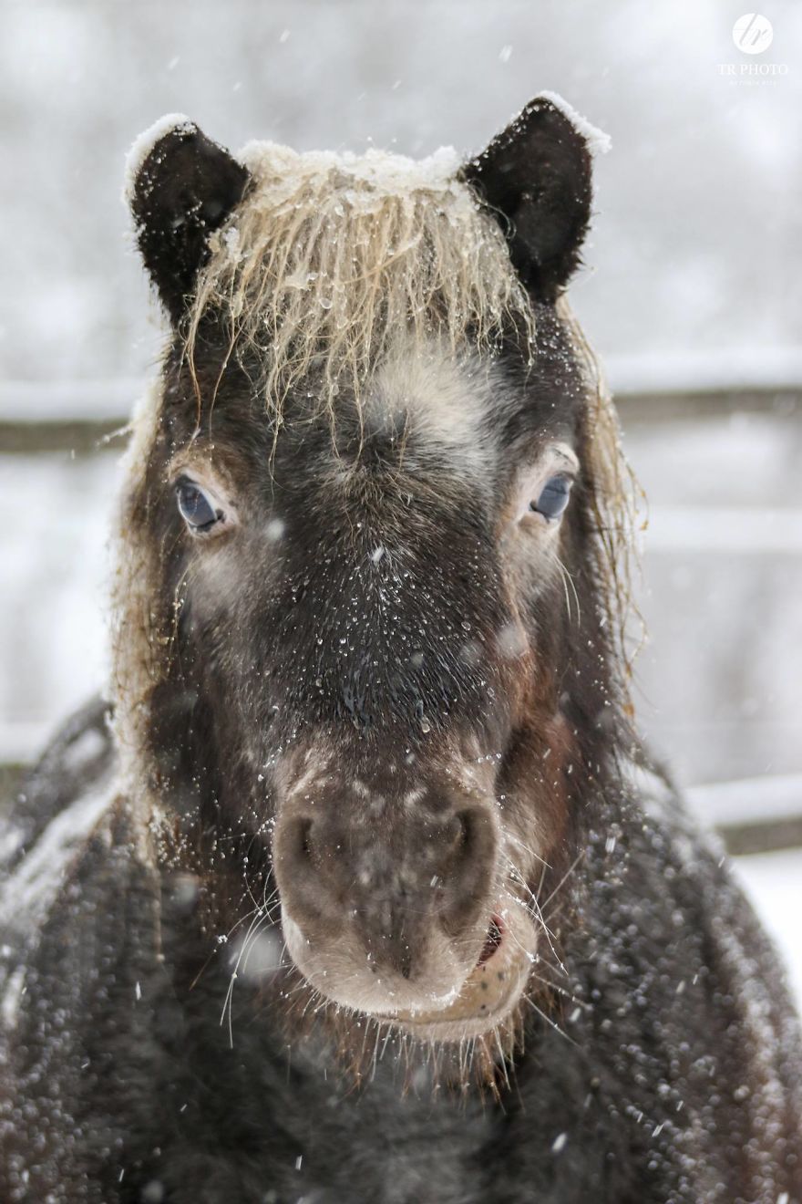 The Last Few Days I Made Of Our Horses Some Winter Pictures