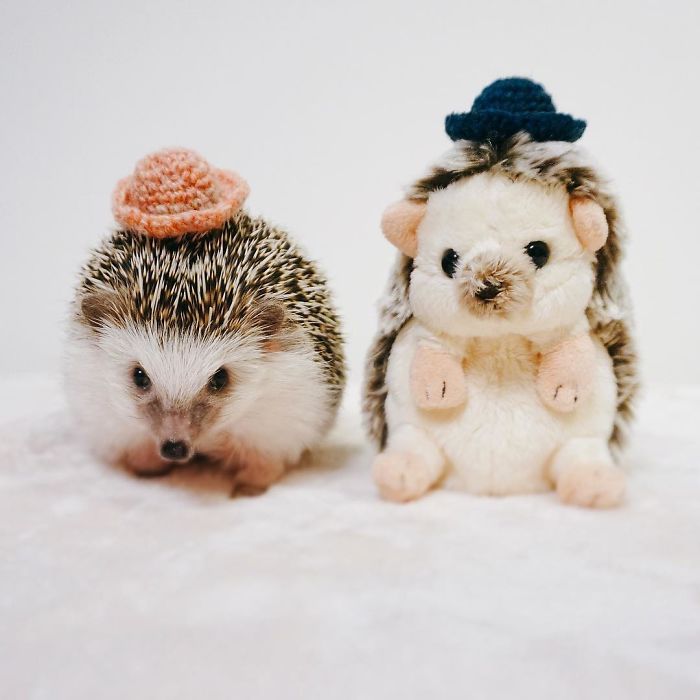 Cute-hedgehogs-in-hats