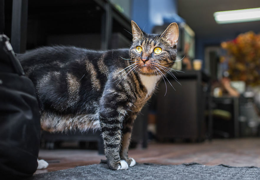 Shop Cats Of New York! Photographer Captures Cats In Shops All Over New York