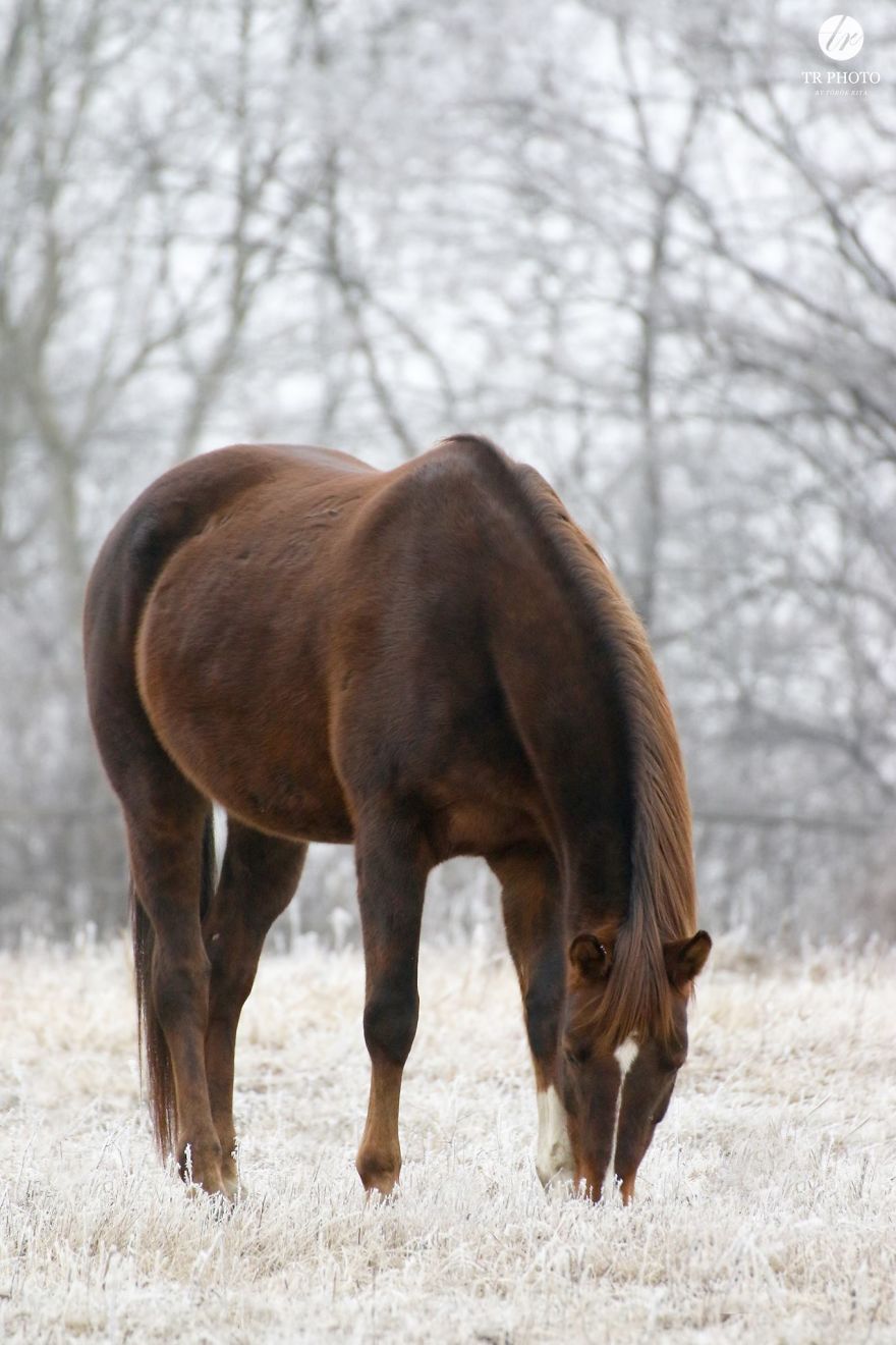 The Last Few Days I Made Of Our Horses Some Winter Pictures