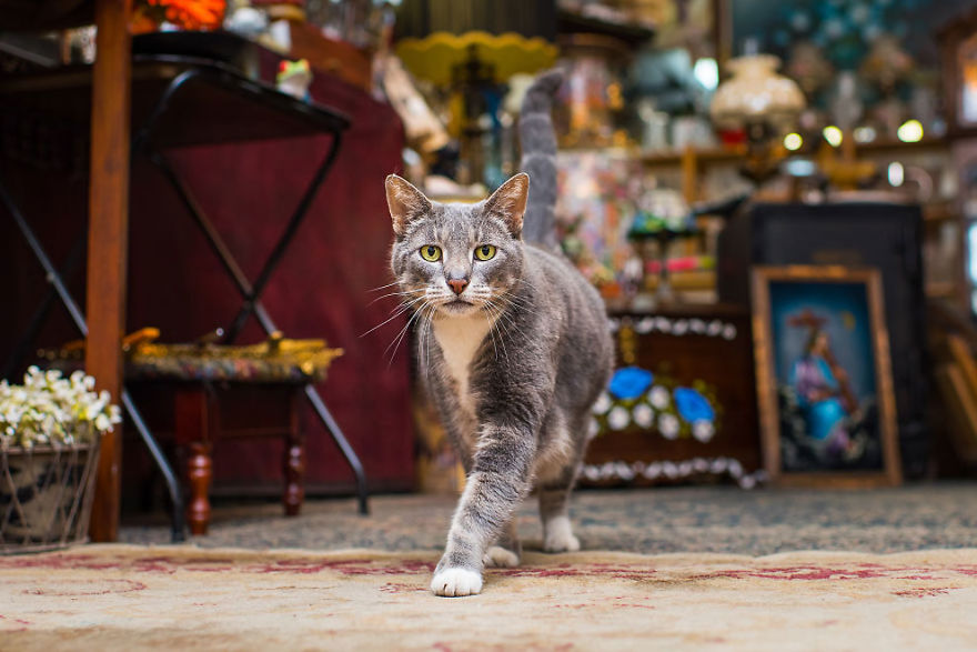 Shop Cats Of New York! Photographer Captures Cats In Shops All Over New York