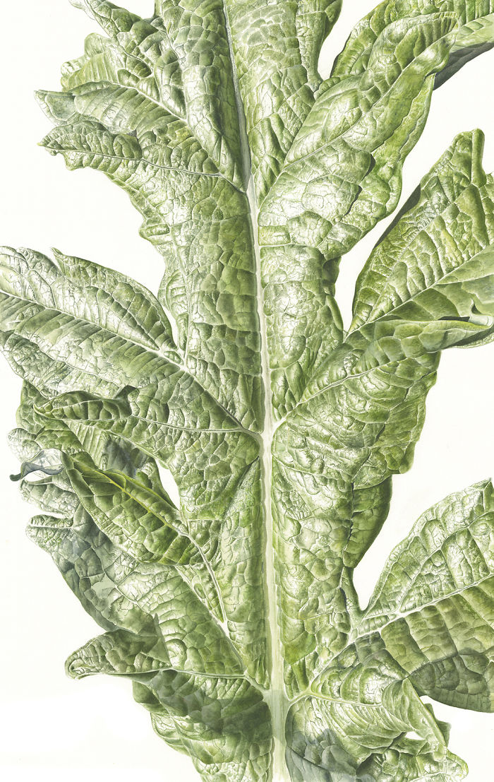 For The Last Two Years, I Have Been Painting Leaves That Tell A Story