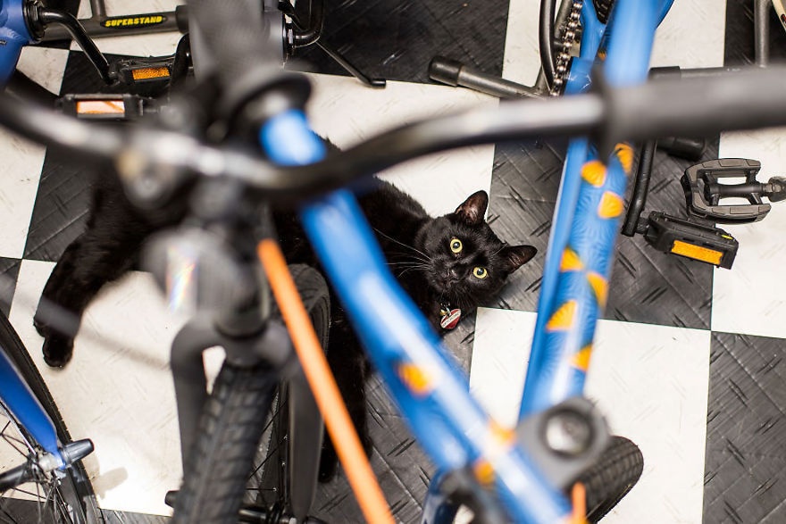 Shop Cats Of New York! Photographer Captures Cats In Shops All Over New York Shop Cats Of New York! Photographer Captures Cats In Shops All Over New York