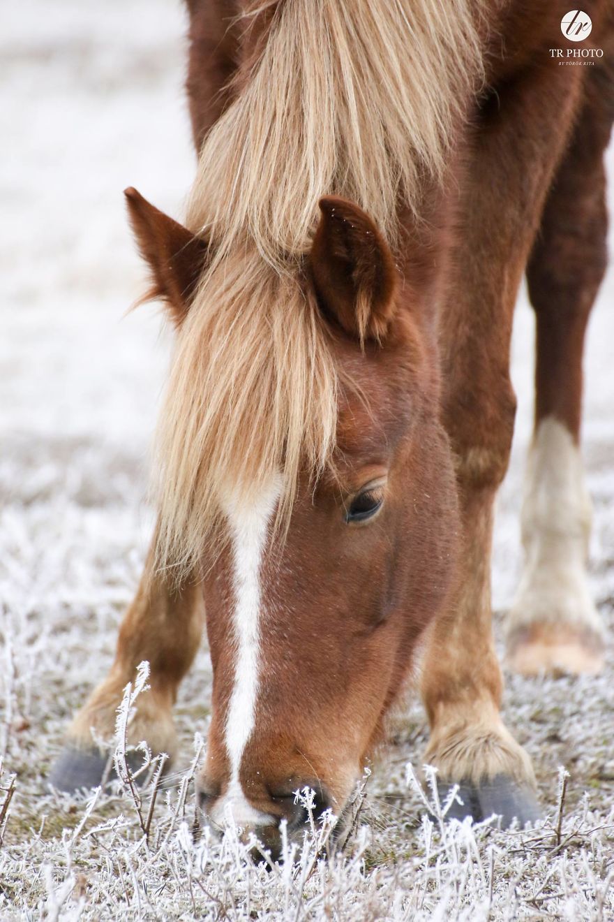 The Last Few Days I Made Of Our Horses Some Winter Pictures