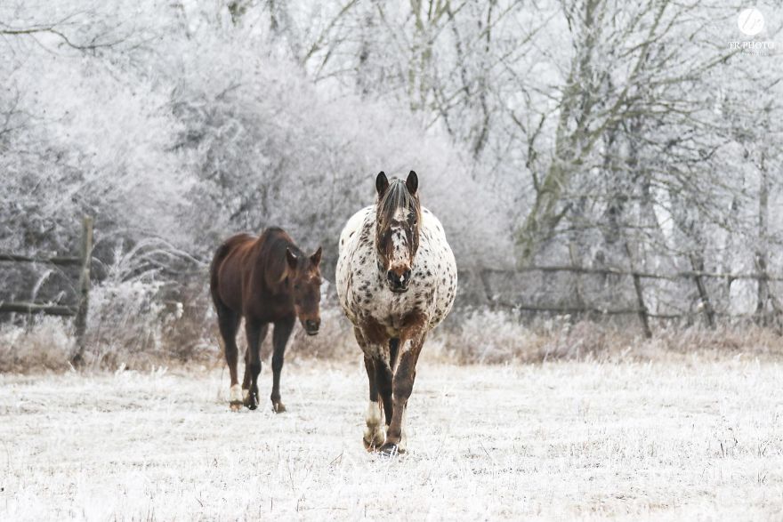 The Last Few Days I Made Of Our Horses Some Winter Pictures