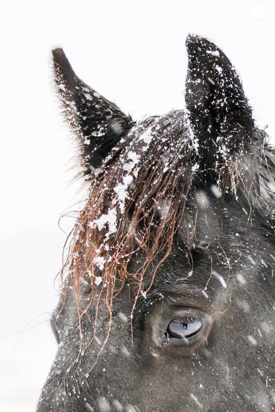 The Last Few Days I Made Of Our Horses Some Winter Pictures