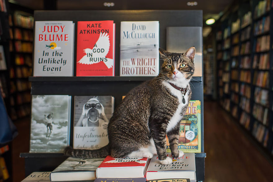 Shop Cats Of New York! Photographer Captures Cats In Shops All Over New York Shop Cats Of New York! Photographer Captures Cats In Shops All Over New York