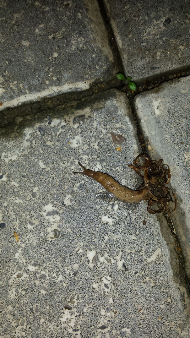 This Slug Looks Like Poop!!!