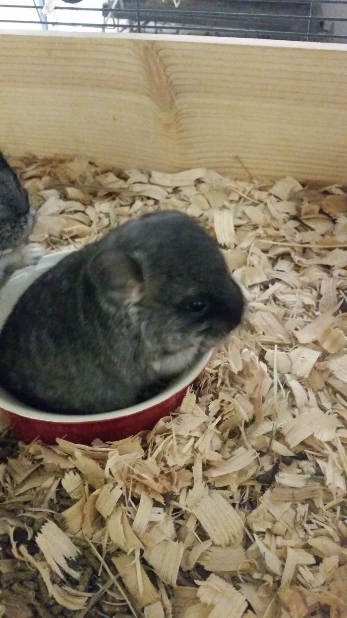 Baby Chinchilla....not Sharing
