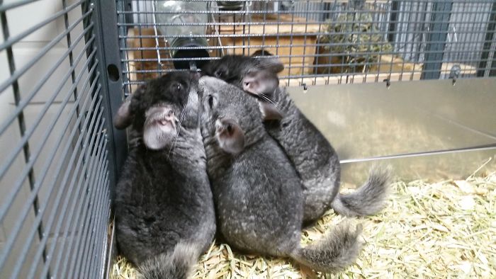 Baby Chinchillas...threes A Crowd