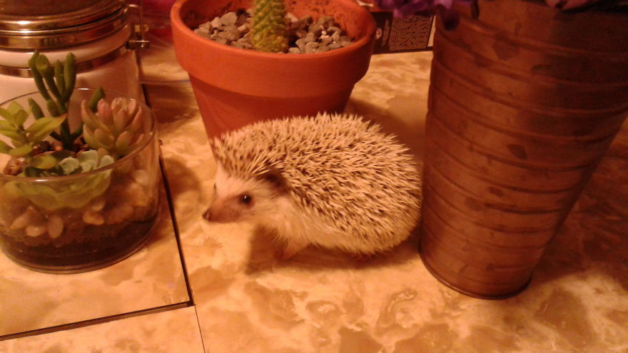 New Family Member! New Family Member!