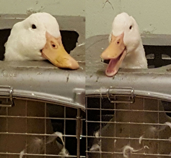 Before And After Calling Phillip A Good Duck