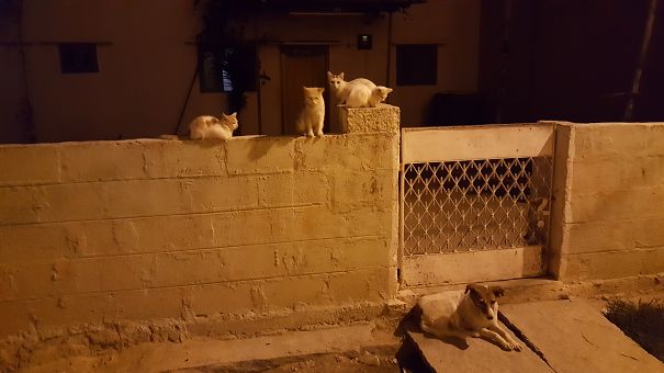 Cat Family And A Dog