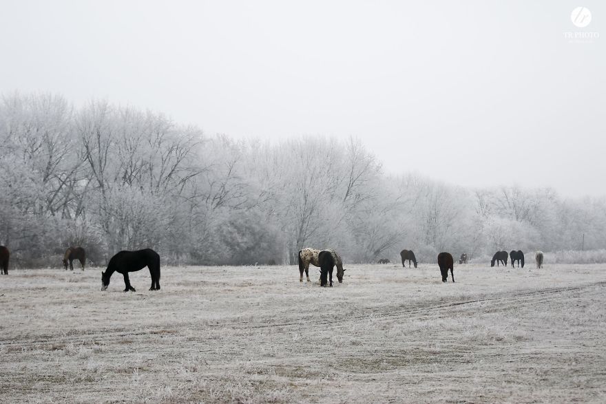The Last Few Days I Made Of Our Horses Some Winter Pictures