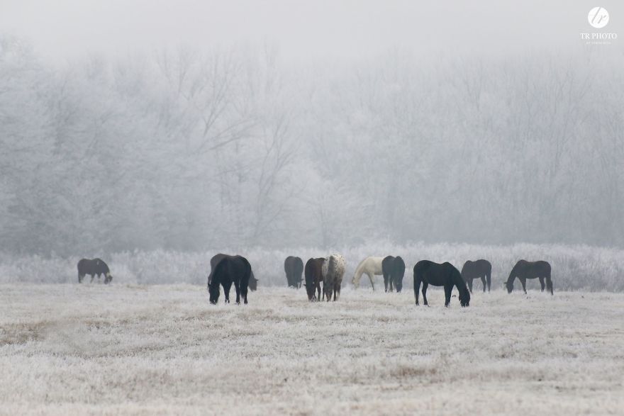The Last Few Days I Made Of Our Horses Some Winter Pictures