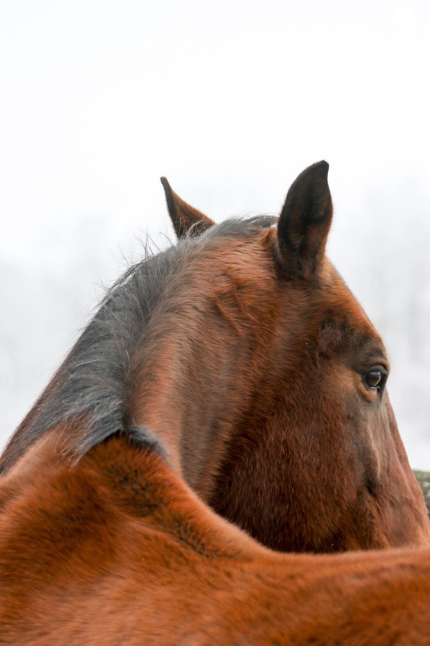 The Last Few Days I Made Of Our Horses Some Winter Pictures
