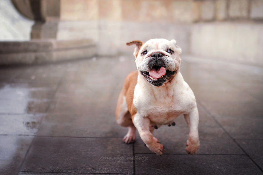 I Photograph Dogs To Show The World How Awesome They Are I Photograph Dogs To Show The World How Awesome They Are