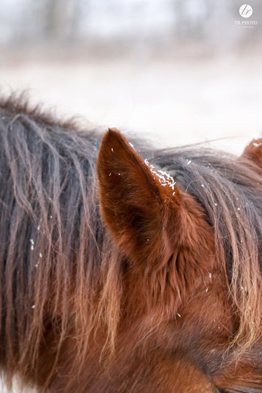 The Last Few Days I Made Of Our Horses Some Winter Pictures