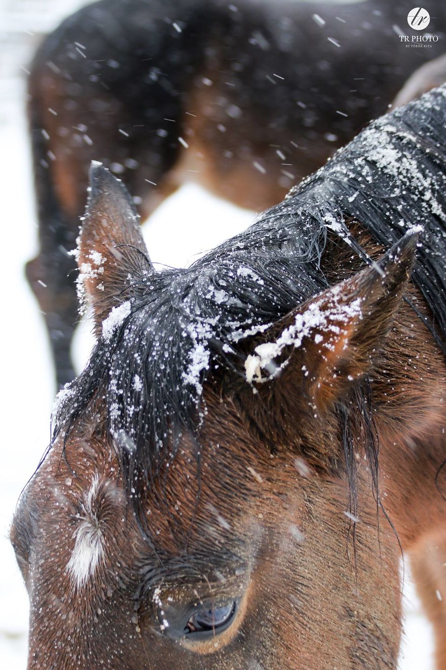 The Last Few Days I Made Of Our Horses Some Winter Pictures